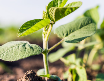 plant-image